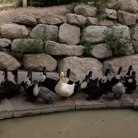 Entengruppe am Teich auf Pia's Hof